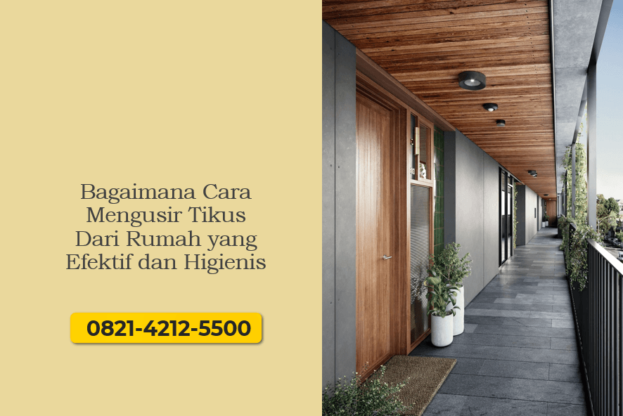 Bagaimana Cara Mengusir Tikus Dari Rumah yang Efektif dan Higienis